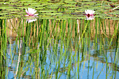 Water lilies in a pond, Val d'Orcia, Tuscany, Italy