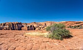 Petrified sand dunes, White Canyon State Park, Red Cliffs Desert Reserve near St. George, Utah, United States of America