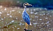 Yellow Crowned Night Heron (Nyctanassa Violacea), wading bird of the Americas that feeds on crustacea, Bermuda, Atlantic