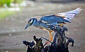 Yellow Crowned Night Heron (Nyctanassa Violacea), wading bird of the Americas that feeds on crustacea, Bermuda, Atlantic