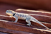 Desert Spiny Lizard (Sceloporus magister) in Sand Hollow State Park near St. George, Utah, United States of America