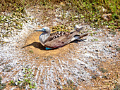 Blue footed booby (sula nebouxii) incubating eggs at Punta Pitt, San Cristobal Island, Galapagos, UNESCO, Ecuador