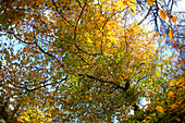 Trees in autumn, Gnoll Country Park, Neath, West Glamorgan, South Wales, United Kingdom