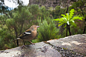 Chaffinch (Fringilla coelebs), Madeira island, Atlantic Ocean, Portugal