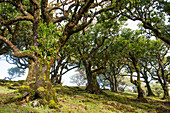 Pluri-centenarian laurel trees around Fanal, Paul da Serra plateau, Madeira island, Atlantic Ocean, Portugal