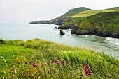 Küste um Llangrannog, Cardigan Bay, Grafschaft Ceredigion, Wales, Vereinigtes Königreich