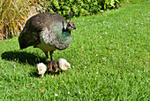 Female Peacock (peahen) and chicks, Ruthin Castle, Clwyd, Wales, United Kingdom