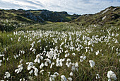 Gewöhnliches Wollgras (Eriophorum angustifolium), Insel Inishbofin, Connemara, Grafschaft Galway, Connacht, Republik Irland