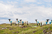 Sheep at Inishbofin island, Connemara, County Galway, Connacht, Republic of Ireland