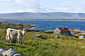 Landscape viewed from country road at the north of Lettermore island, west coast, Connemara, County Galway, Connacht, Republic of Ireland