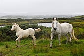 Connemara ponies in the rain, Ballinakill Bay, Letterfrack, Connemara, County Galway, Connacht, Republic of Ireland