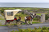 Horse-drawn carriage trip at Inishmore, largest of the Aran Islands, Galway Bay, County Galway, Connacht, Republic of Ireland