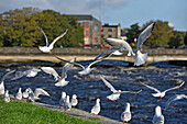 Möwen entlang des Flusses Corrib mit der Wolfe-Tone-Brücke im Hintergrund, Galway, Connemara, County Galway, Connacht, Republik Irland