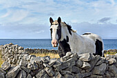 Pinto pony in enclosure of dry stone walls, Inishmore, largest of the Aran Islands, Galway Bay, County Galway, Connacht, Republic of Ireland