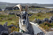 Feral goat, Inishmore, largest of the Aran Islands, Galway Bay, County Galway, Connacht, Republic of Ireland