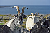 Feral goats, Inishmore, largest of the Aran Islands, Galway Bay, County Galway, Connacht, Republic of Ireland