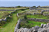 Enclosures of dry stone walls, Inishmore, largest of the Aran Islands, Galway Bay, County Galway, Connacht, Republic of Ireland