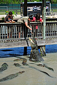 Alligators feeding, Gator Country Wildlife Adventure Park, Beaumont, Texas, United States of America