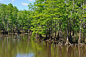 Cypress-lined backwater channel of Neches River, Beaumont, Texas, United States of America