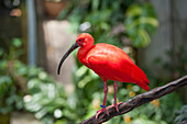 Scarlet ibis inside the Rainforest Pyramid, Moody Gardens, Galveston island, Gulf of Mexico, Texas, United States of America