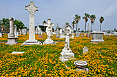 Gaillardia pulchella and Coreopsis flowers in the historic City Cemetery, Galveston island, Gulf of Mexico, Texas, United States of America