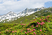 Rund um den Cadagno-See, Val Piora, Kanton Tessin, Schweiz