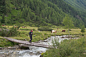 Woman crossing stream on tree trunks, Riva Valley  (Val di Riva) (Reintal), near Ahrntal (Valle Aurina), South Tyrol (Alto Adige), Italy