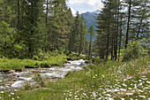 Wildbach, Rivatal (Reintal), angrenzend an das Ahrntal (Ahrntal), Südtirol (Alto Adige), Italien