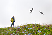 Hiker watching yellow-billed chough (pyrrhocorax graculus) in mist, Three Peaks Nature Park, Dolomites, South Tyrol (Alto Adige), Italy