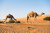 Kamele in den Sharqiya Sands, ehemals Wahiba Sands, Wüstenregion, Sultanat Oman, Arabische Halbinsel