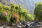 Wadi Bani Awf, North Eastern slope of Jebel Akhdar, Western Hajar Mountains, Al-Dakhiliyah region, Sultanate of Oman, Arabian Peninsula