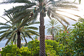 Palm trees, Wakan village, Western Hajar Mountains, border South Batinah Governorate and Al Dakhiliyah Governorates, Oman, Arabian Peninsula