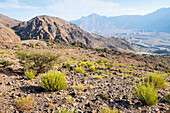 Landscape around Wakan village, Western Al Hajar Mountains, border South Batinah and Al Dakhiliyah Governorates, Oman, Arabian Peninsula