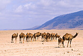 Camels, Dhofar, Sultanate of Oman, Arabian Peninsula