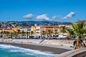 Palm tree with Promenade des Anglais in the distance, Nice, UNESCO, Alpes Maritimes, French Riviera, Provence, France