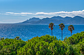 Palm trees and the Mediterranean Sea seen from Le Suquet (old town), Cannes, Alpes-Maritimes, French Riviera, France