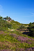 Traditional thatched house and heather, Hornum, Sylt, Schleswig Holstein, Germany, Europe