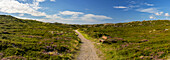 Pfad durch Heidekraut, Rantum, Sylt, Schleswig Holstein, Deutschland, Europa