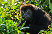 Female mantled howler monkey (Alouatta palliata) known for its loud call, eating in Pacific coast forest, Esperanza, Nosara, Guanacaste, Costa Rica