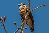 Broad-winged hawk (Buteo platypterus) small raptor, common in the Americas as far south as Brazil, Playa Garza, Nosara, Guanacaste, Costa Rica