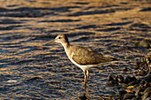 Spotted sandpiper (Actitis macularius) non-breeding plumage, common shorebird in the Americas, Nosara River, Nosara, Guanacaste, Costa Rica