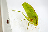 Round-headed katydid (bush cricket) (Amblycorypha), earhole in forelegs, superb leaf mimic with leg scraping song, Guanacaste, Costa Rica