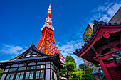 Blick auf den Tokio-Turm und den buddhistischen Shinkoin-Tempel vor blauem Himmel, Shibakoen, Minato City, Tokio, Honshu, Japan