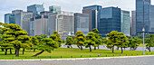 View of contrasting city skyline and Japanese Red Pine trees near the Imperial Palace of Tokyo, Tokyo, Honshu, Japan