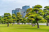 View of contrasting city skyline and Japanese Red Pine trees near the Imperial Palace of Tokyo, Tokyo, Honshu, Japan