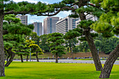 View of contrasting city skyline and Japanese Red Pine trees near the Imperial Palace of Tokyo, Tokyo, Honshu, Japan