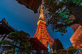 Blick auf den Tokio-Turm und den buddhistischen Rurikoji-Tempel bei Nacht, Minato City, Tokio, Honshu, Japan