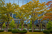 View of colourful trees turning in autumn against modern buildings, Kanazawa City, Ishikawa Prefecture, Honshu, Japan