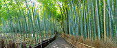 View of Bamboo walkway, Sagatenryuji Tateishicho, Ukyo Ward, Kyoto, Honshu, Japan