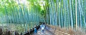 View of Bamboo walkway, Sagatenryuji Tateishicho, Ukyo Ward, Kyoto, Honshu, Japan